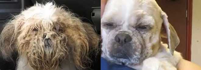 Cão resgatado no Reino Unido passa por transformação; veja antes e depois