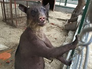 Depois de sofrer maus-tratos em um circo peruano, ursa-andina espera um novo lar