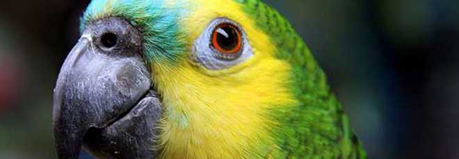 IBAMA promove soltura de papagaios com até 30 anos de vida em cativeiro