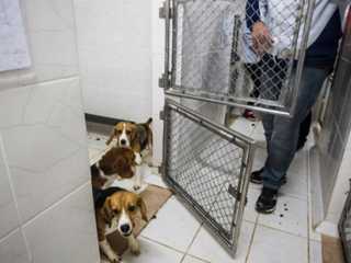 Ativistas denunciam matança de animais com ”marretadas” no Centro de Zoonoses em Fortaleza, CE