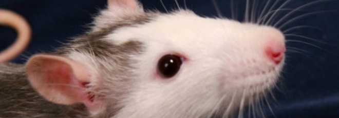 Cientistas usam simulações para evitar testes em animais