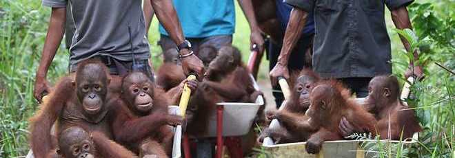 Bebês orangotangos ficam animados com a carona em carrinhos de mão