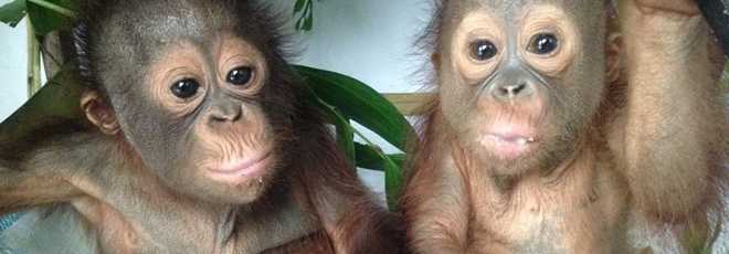 Bebês orangotangos órfãos agora são melhores amigos e até comem frutas juntos