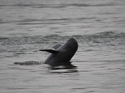 Morte de golfinho em Laos deixa apenas 5 de sua espécie