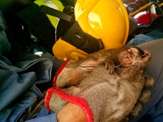 Bombeiros resgatam mico que ficou preso em linha de papagaio, em BH