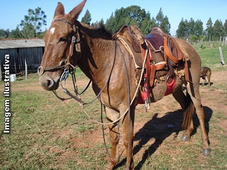 Homem é preso em Ouro Preto do Oeste (RO) por maus-tratos contra uma mula
