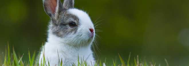 Nova Zelândia proíbe testes de cosméticos em animais