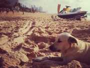Jet, o cachorro herói dos Bombeiros nas praias, morre atropelado