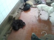 Laudo do Conselho constata péssimas condições de abrigo de animais na Zoonoses de Teresina, PI