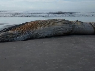 Baleia jubarte encontrada morta é enterrada em praia do litoral do PR
