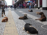 Cães abandonados causam tumulto no centro de Ponta Grossa, PR