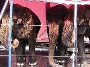 Legislação prevê banimento de ‘animais exóticos’ de espetáculos circenses na Pensilvânia