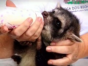 Fora do habitat, animais são cuidados em clínica em Porto Alegre, RS