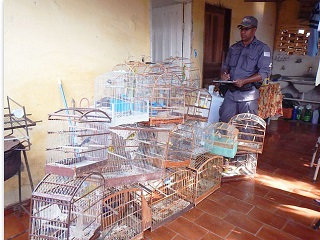 Homem leva autuação de R$ 11 mil por manter 22 aves em cativeiro