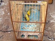 Homem é multado em R$ 48 mil por maus-tratos contra pássaros