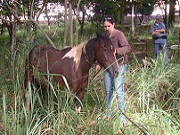 Ação conjunta resgata cavalo que sofria maus-tratos em Rio Claro, SP