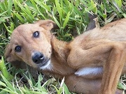 Cachorrinha doente supera as expectativas após ciclone devastar ilha