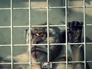 Organização Igualdade Animal denuncia abuso em laboratório na Espanha