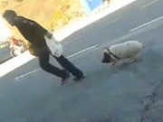 Espanha: Homem denunciado por agressões a um porco em Béjar,