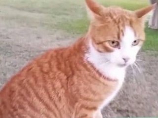 Veterinária que se vangloriou de matar gato com flecha está mais perto enfrentar a Justiça