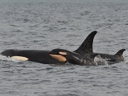 Em 3 meses, quarta orca recém-nascida é avistada na costa de Washington, EUA