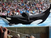 EUA: Processo contra o SeaWorld alega que orcas são drogadas e confinadas em ‘tanques químicos’