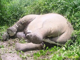Elefante jovem morre de fome em decorrência de pesticidas na Índia