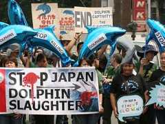 Como deter a matança de golfinhos sem o governo