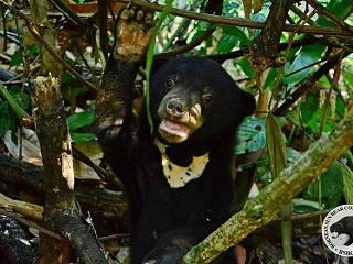 Bebê ursa resgatada volta à floresta, e vai à loucura na Malásia