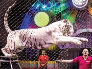 Estratégia de apoio para os animais de circo é bem recebida no México