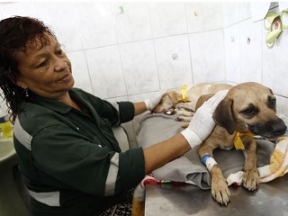Peru: Abandonar ou matar um animal terá sentença de 2 a 5 anos de prisão