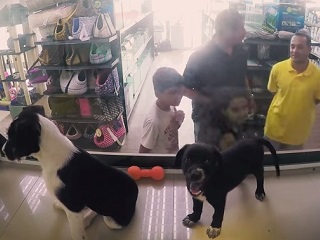 ONG surpreende em pet shop do RJ ao trocar animais à venda por bichos para adoção