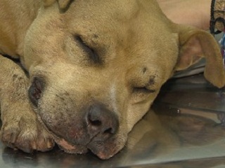 Piora estado de saúde de cadela ferida por explosivos em Juiz de Fora, MG