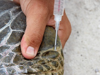 Projeto pioneiro implanta microchips em tartarugas no Atol das Rocas