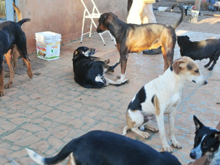 Abandono de cães aumenta no Bairro dos Frades em Limeira (SP)