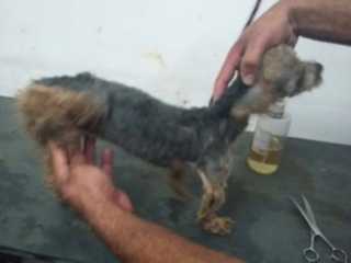 Ação resgata 13 cães ‘de raça’ vítimas de maus-tratos em Contagem, MG