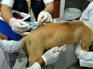 Campanha contra raiva quer vacinar 46 mil cães e gatos em Rio Branco, AC