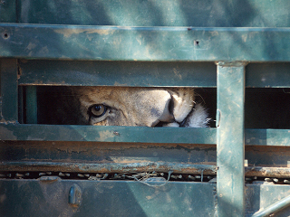 Novo documentário expõe o sórdido mundo da reprodução em cativeiro de leões