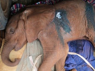 Bebê elefante morto antes mesmo de aprender a usar sua tromba