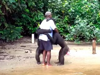 Instituto luta para salvar 66 chimpanzés abandonados após anos como cobaias