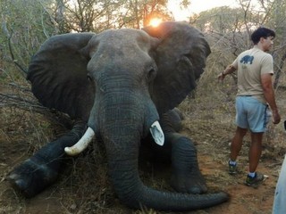 Após anos de sofrimento, elefante finalmente é libertado de dolorosa armadilha