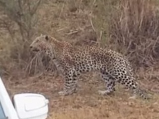 Leopardo ataca guia britânico durante safári na África do Sul; assista