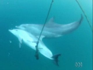 Mãe de golfinho tenta desesperadamente resgatá-lo após animal ficar preso em equipamento de pesca na Austrália