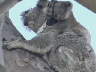 Koalas atropelados na Austrália foram devolvidos à natureza