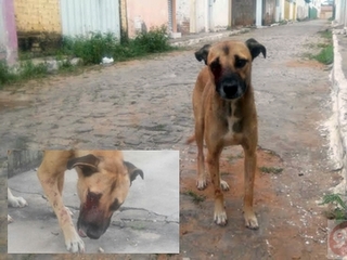Continuam os maus-tratos aos cães abandonados em Brumado, na BA