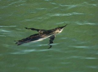 BA: Pinguins são encontrados no litoral do sul da Bahia; animais devem ser mantidos aquecidos