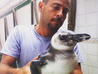 Pinguim é resgatado após ser fisgado por dois anzóis no Porto da Barra em Salvador, BA