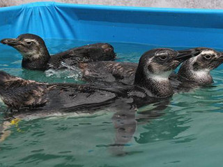 Instituto reabilita pinguins resgatados na orla de Salvador, BA