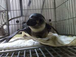 Em caso raro, pinguim é encontrado em praia de Salvador; saúde é frágil