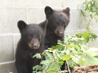 Funcionário que não sacrificou filhotes de urso é suspenso no Canadá
